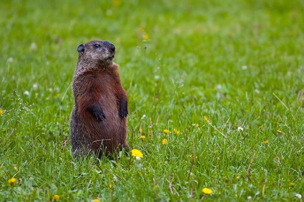 Image for event: Groundhog Day Storytime